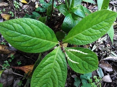 Chloranthus oldhamii