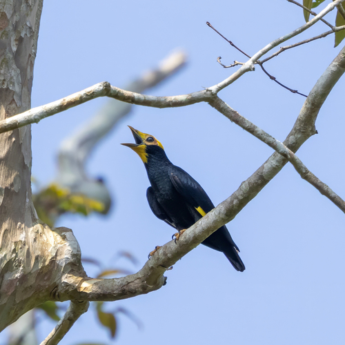 Golden-crested Myna (Ampeliceps coronatus), photo 6