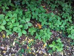 Chloranthus oldhamii