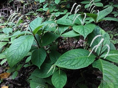 Chloranthus oldhamii