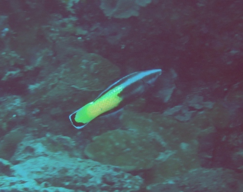 Labroides bicolor