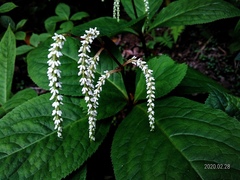 Chloranthus oldhamii