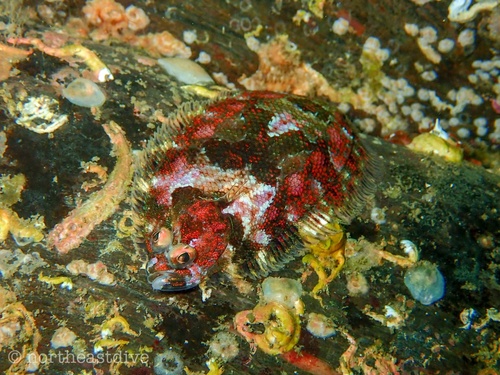 Norwegian topknot (Phrynorhombus norvegicus) — Scophthalmidae — 3