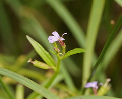 Lobelia anceps