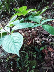 Chloranthus oldhamii