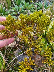 Veronica tetragona subsimilis