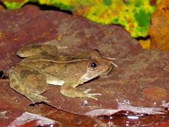 Occidozyga laevis