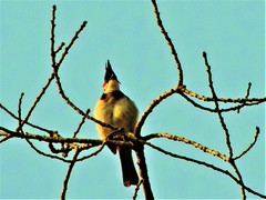 Pycnonotus jocosus
