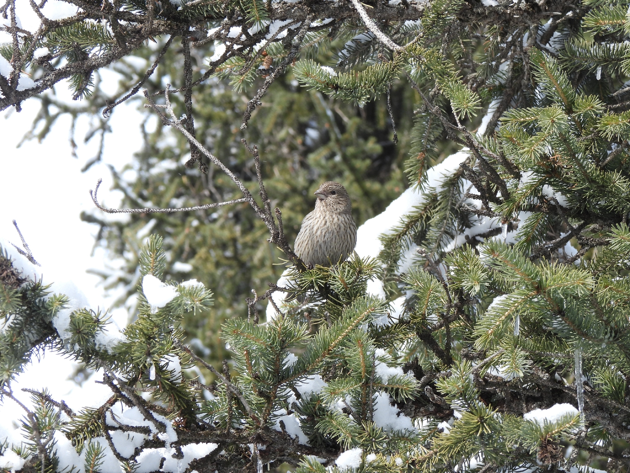 Red-mantled Rosefinch (Carpodacus rhodochlamys), photo 1