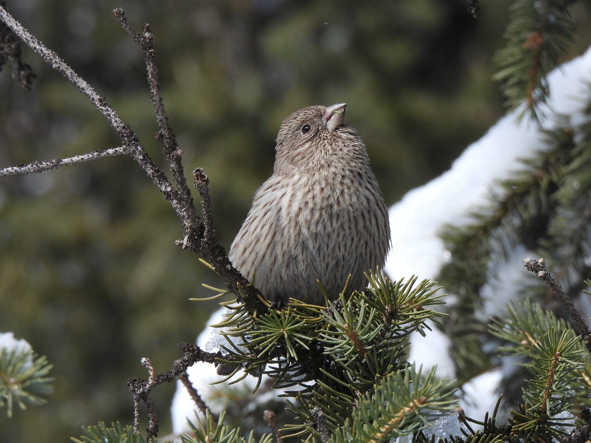 Red-mantled Rosefinch (Carpodacus rhodochlamys), photo 2