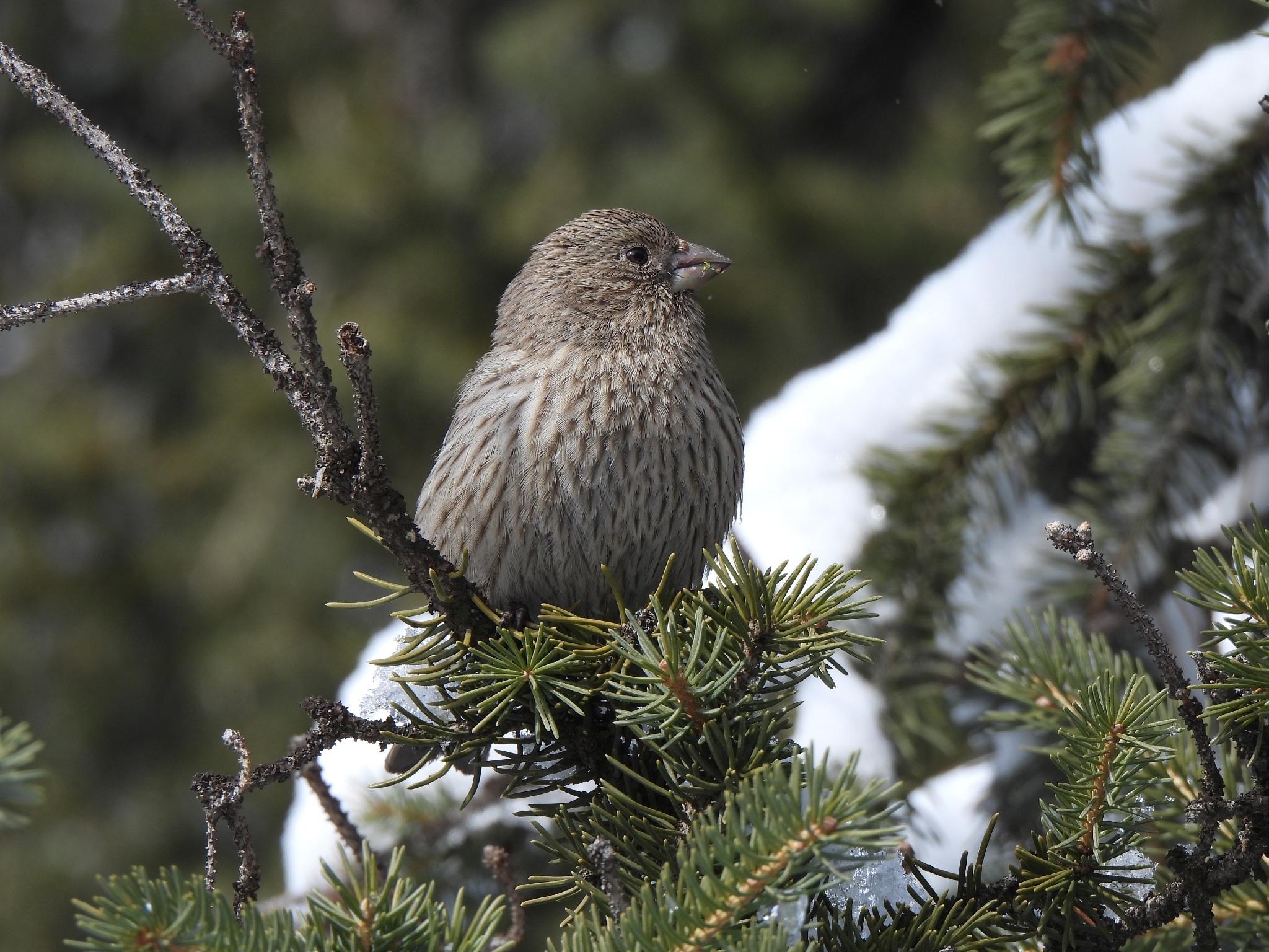 Red-mantled Rosefinch (Carpodacus rhodochlamys), photo 3