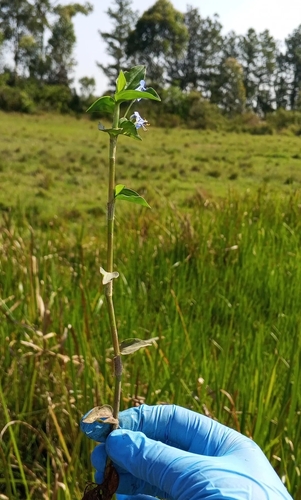 Scrambling Dayflower