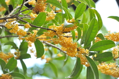 Osmanthus