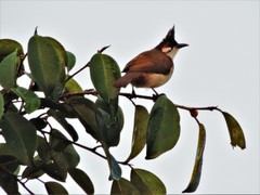 Pycnonotus jocosus