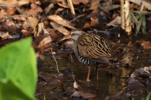 Brown-cheeked Rail (Rallus indicus), photo 6