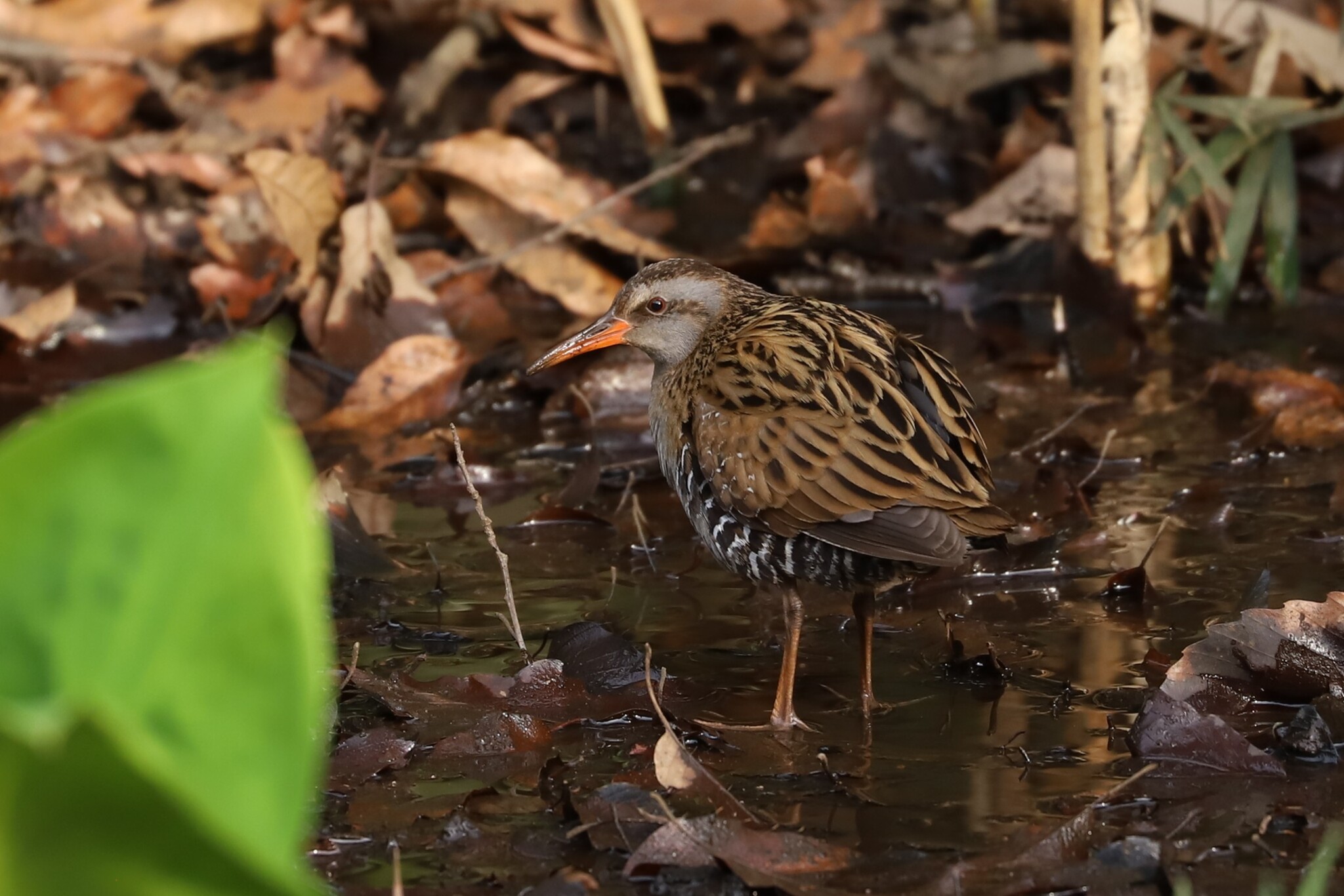 Brown-cheeked Rail (Rallus indicus), photo 10