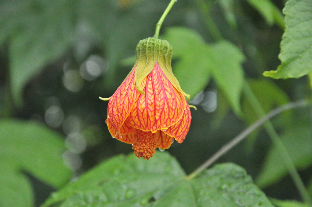 Abutilon pictum — an easy houseplant, prefers full sun light