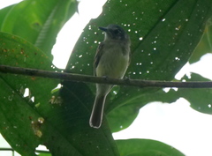 Leptopogon superciliaris