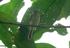 Leptopogon superciliaris