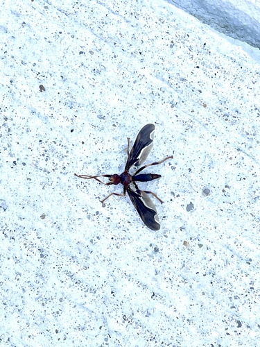 Unknown species found near Jennifer Lynn St, Denham Springs, LA, US