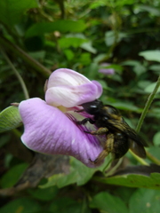 Xylocopa