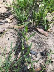 Cyanothamnus polygalifolius