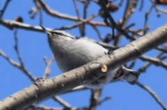 Sitta europaea albifrons