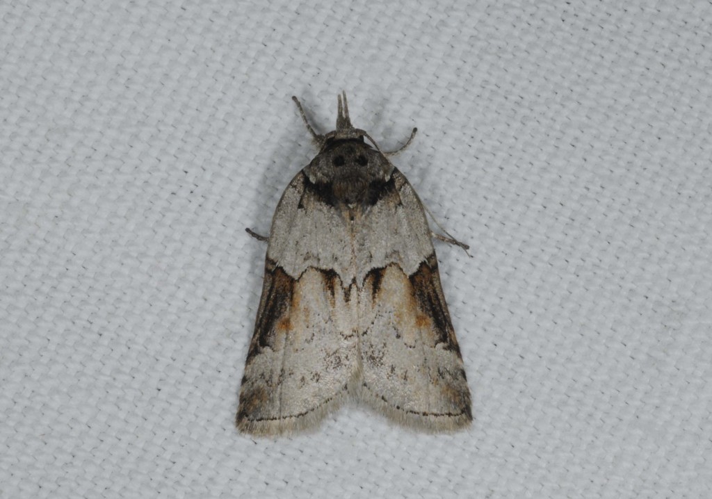Nycteola siculana