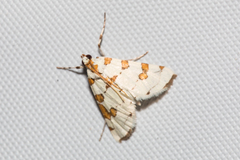 Conchylodes octonalis