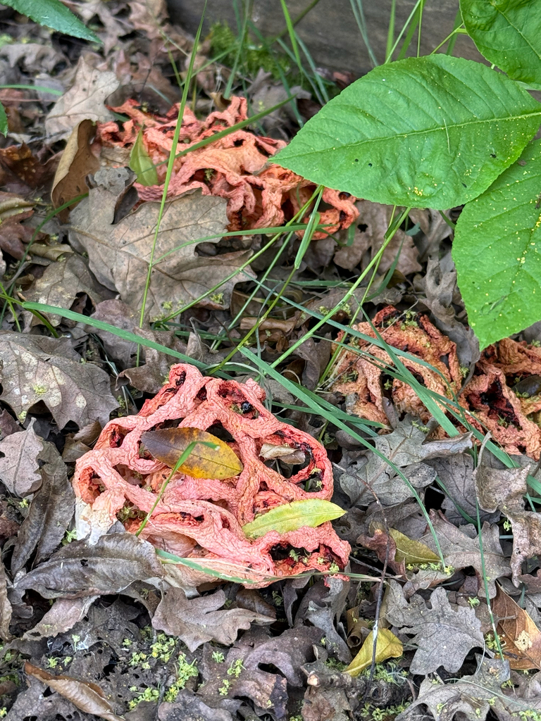 Clathrus ruber · March 2026 · photo: © carrion (iNaturalist, cc-by-nc)