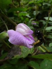 Xylocopa