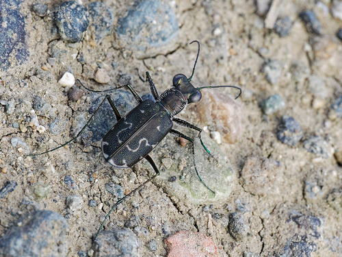 S-banded Tiger Beetle