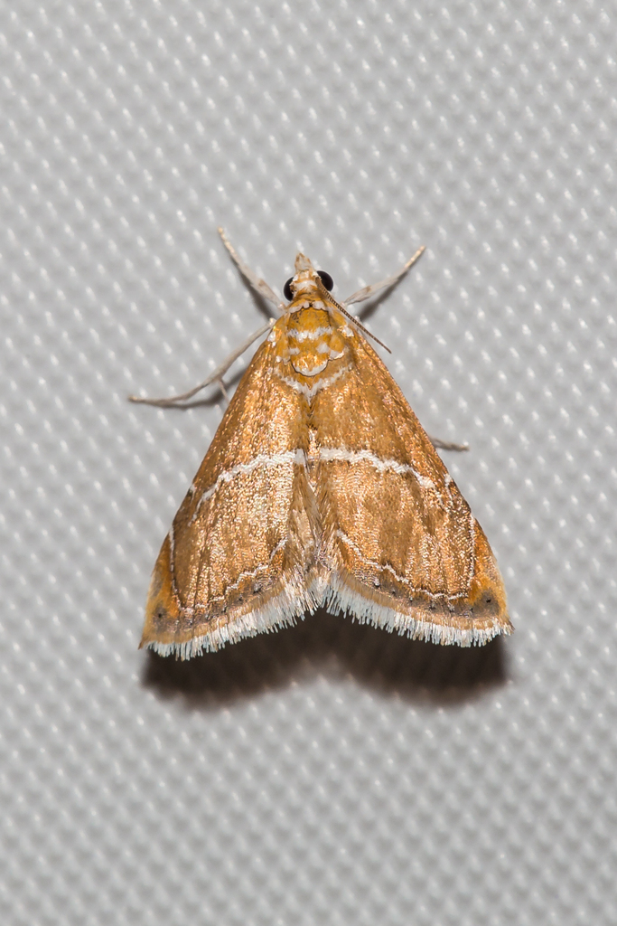 Abegesta reluctalis