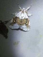 Dasychiroides pratti