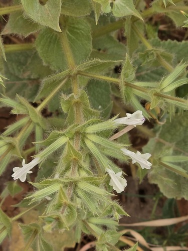 Spiny Sage