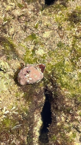 Stramonita haemastoma