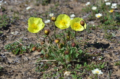 Papaver pulvinatum