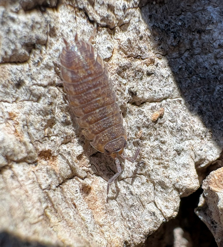 Common Rough Woodlouse photo 6