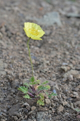 Papaver pulvinatum