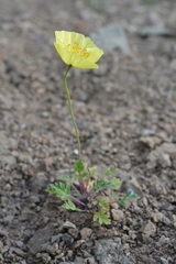 Papaver pulvinatum