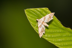 Oxyelophila callista