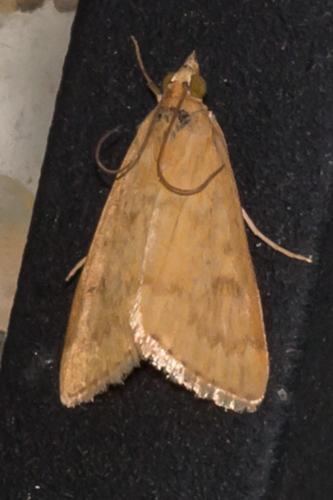 Garden Webworm Moth