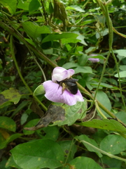 Xylocopa