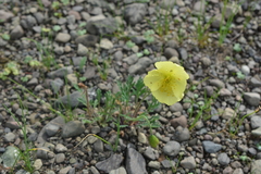 Papaver pulvinatum
