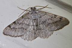 Frederickia prolificata