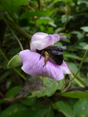 Xylocopa