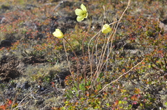Papaver pulvinatum
