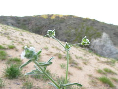 Cryptantha pterocarya