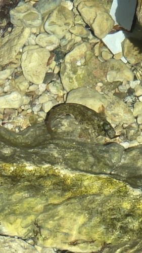 Parablennius sanguinolentus