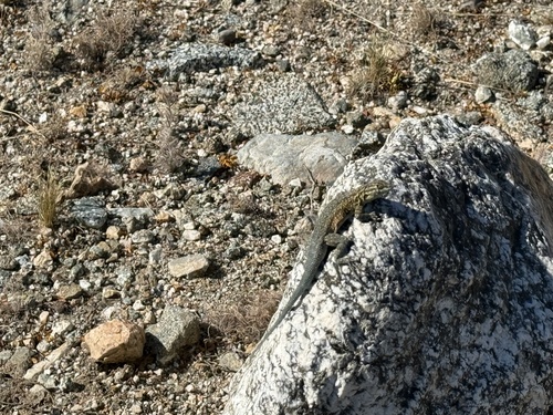 iNaturalist observation photo of Western Side-blotched Lizard